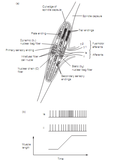 1611_Muscle spindle reflexes 1.png